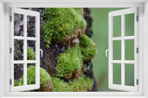 Fototapeta Naklejka Na Ścianę Okno 3D - Close up Moss on tree