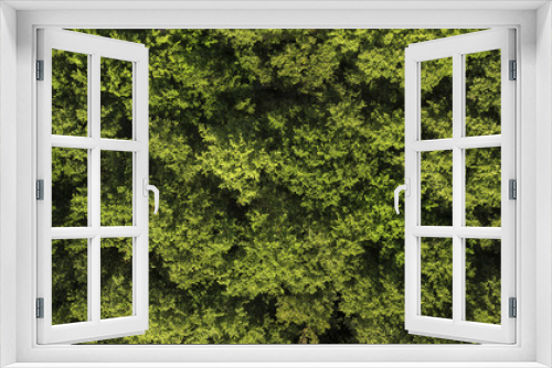 Fototapeta Naklejka Na Ścianę Okno 3D - Perpendicular aerial view of a thick forest of trees. The leaves, green with yellow hues, of the plants cover the view of the undergrowth on this beautiful summer day.