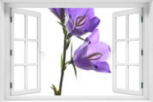 Fototapeta Naklejka Na Ścianę Okno 3D - Campanula blue spring flowers