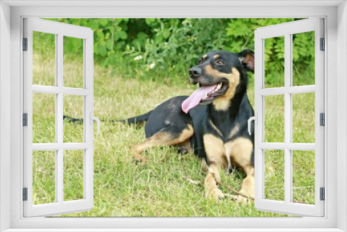 Fototapeta Naklejka Na Ścianę Okno 3D - Portrait of cute young mixed breed dog, black and brown color, lying on grass in a park on a sunny summer day, pink tongue sticking out, green bush background