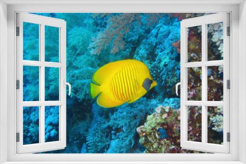 Fototapeta Naklejka Na Ścianę Okno 3D - Zitronenfisch