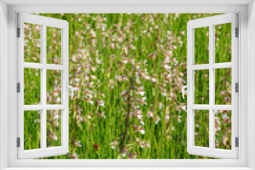 Fototapeta Naklejka Na Ścianę Okno 3D - Marsh Helleborine orchid flowers in bloom at a meadow