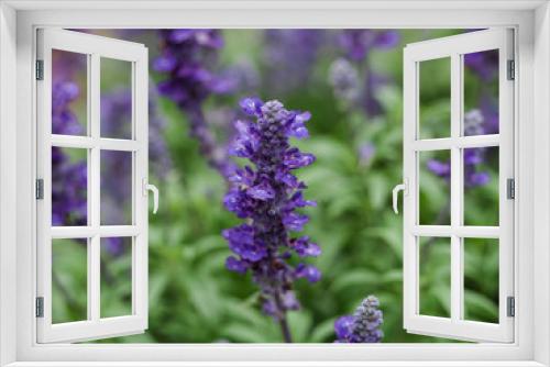 Fototapeta Naklejka Na Ścianę Okno 3D - Salvia Flowers