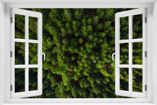 Fototapeta Naklejka Na Ścianę Okno 3D - Green forest birds eye view, drone photo