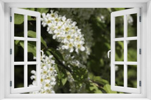 Fototapeta Naklejka Na Ścianę Okno 3D - Chokecherry Tree Flowers