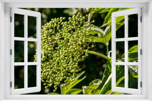 Fototapeta Naklejka Na Ścianę Okno 3D - Elderberry (Sambucus nigra) cropr.