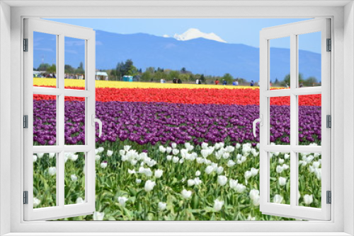 Fototapeta Naklejka Na Ścianę Okno 3D - Mount Vernon Tulip Festival