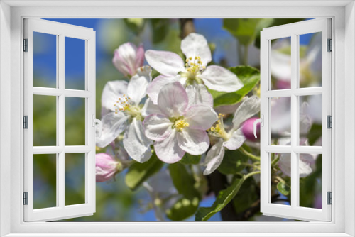 Fototapeta Naklejka Na Ścianę Okno 3D - White flowers of the apple blossoms on a spring day over blue sky background. Flowering fruit tree in Ukraine