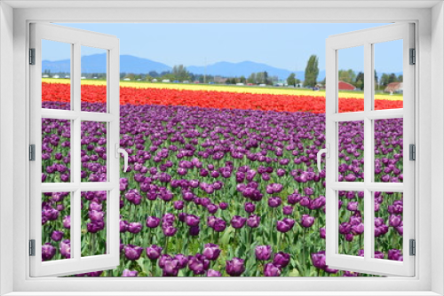 Fototapeta Naklejka Na Ścianę Okno 3D - Mount Vernon Skagit Valley Tulip Field