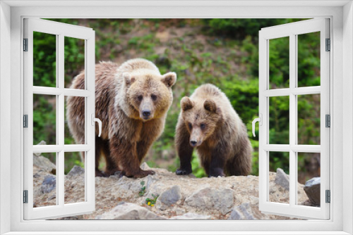 Fototapeta Naklejka Na Ścianę Okno 3D - Two young brown bears in the summer forest