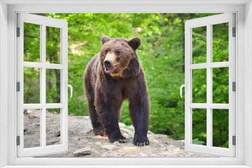 Fototapeta Naklejka Na Ścianę Okno 3D - European brown bear in a forest landscape at summer. Big brown bear in forest.