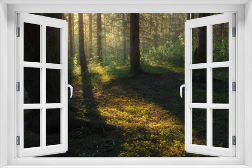 Fototapeta Naklejka Na Ścianę Okno 3D - sunlight illuminates foliage in a forest