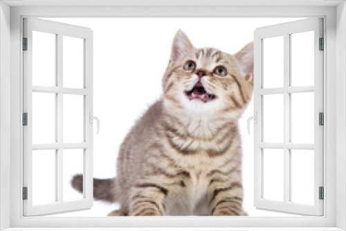 Fototapeta Naklejka Na Ścianę Okno 3D - Little cat kitten, isolated on white background