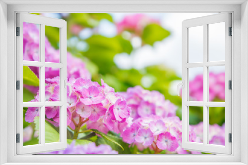 Fototapeta Naklejka Na Ścianę Okno 3D - みずみずしいアジサイの花