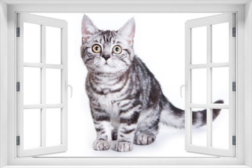 Fototapeta Naklejka Na Ścianę Okno 3D - British kitten on white background