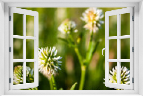 Fototapeta Naklejka Na Ścianę Okno 3D - The flowers of the clover. Trifolium montanum.