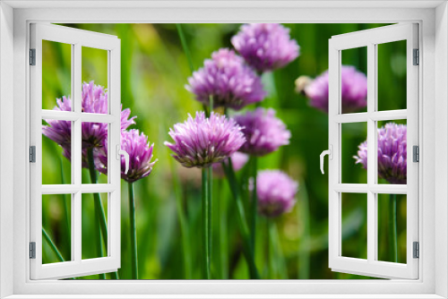 Fototapeta Naklejka Na Ścianę Okno 3D - flowering meadow in the garden
