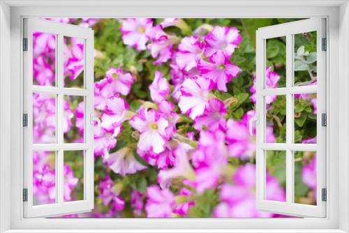 Fototapeta Naklejka Na Ścianę Okno 3D - beautiful Petunia flowers