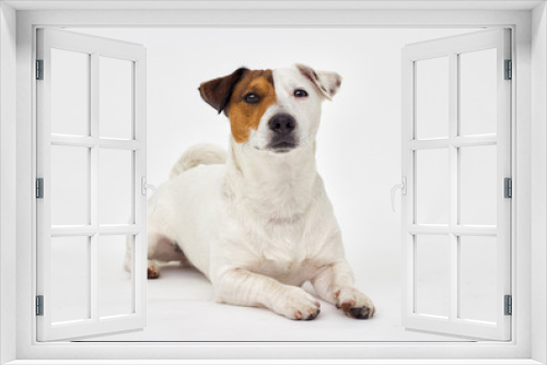 Fototapeta Naklejka Na Ścianę Okno 3D - Jack Russell Terrier looks at the gray background