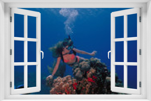 Fototapeta Naklejka Na Ścianę Okno 3D - Caribbean Diver 2