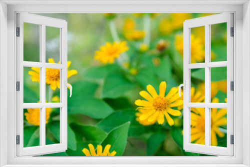 Fototapeta Naklejka Na Ścianę Okno 3D - Little yellow star flower, Singapore dailsy, Melampodium Divaricatum with leaf green background and copy space