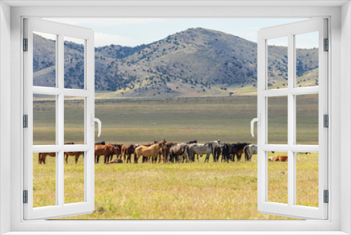 Fototapeta Naklejka Na Ścianę Okno 3D - Herd of wild Horses in the Utah Desert in Summer