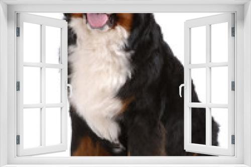 Fototapeta Naklejka Na Ścianę Okno 3D - Portrait of sitting Bern Sennenhund