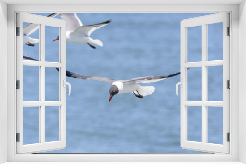 Fototapeta Naklejka Na Ścianę Okno 3D - Laughing Gull in Flight