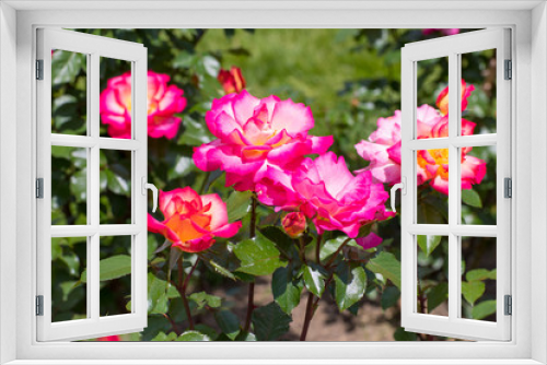 Fototapeta Naklejka Na Ścianę Okno 3D - Beautiful colorful climbing roses in spring in the garden.