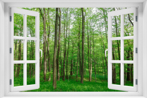 Fototapeta Naklejka Na Ścianę Okno 3D - Green deciduous forest on a sunny day.