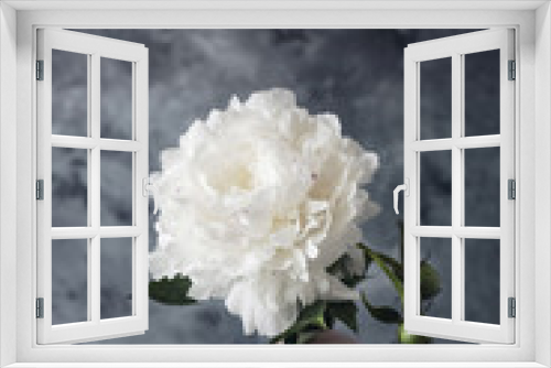 Fototapeta Naklejka Na Ścianę Okno 3D - white peonies on a gray background