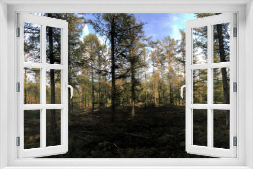 Fototapeta Naklejka Na Ścianę Okno 3D - Panorama from forest at the Sallandse heuvelrug