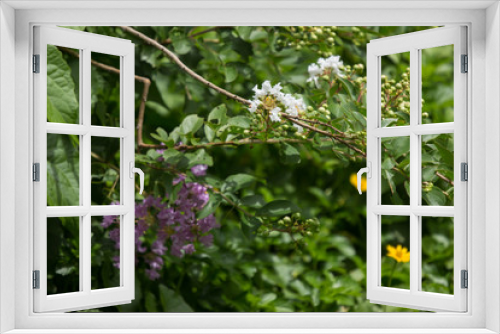 Fototapeta Naklejka Na Ścianę Okno 3D - Close up White Tabebuia rosea blossom