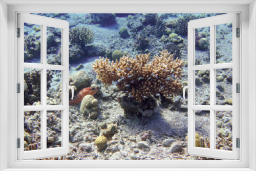 Fototapeta Naklejka Na Ścianę Okno 3D - Diving in underwater coral reef world