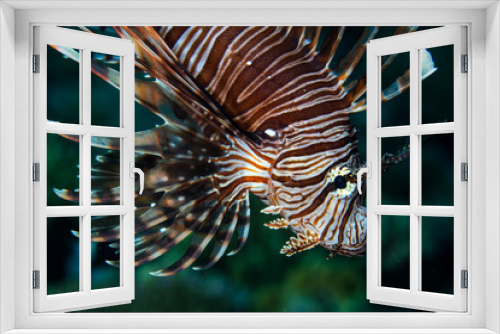 Fototapeta Naklejka Na Ścianę Okno 3D - Detail of Lionfish in Indonesia