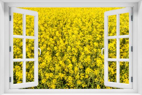 Fototapeta Naklejka Na Ścianę Okno 3D - Yellow background with flowers of rapeseed on field