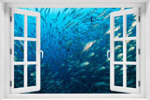 Fototapeta Naklejka Na Ścianę Okno 3D - A huge school of fish in blue water above a tropical coral reef