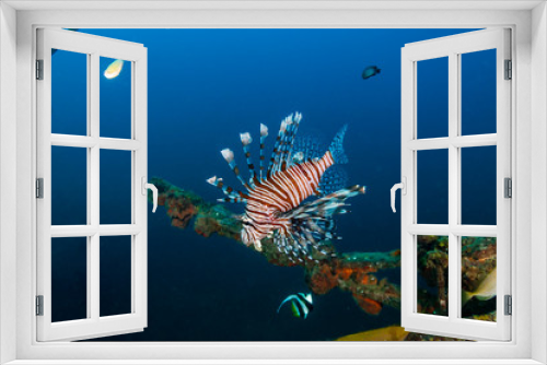 Fototapeta Naklejka Na Ścianę Okno 3D - Predatory Lionfish above an old shipwreck in a tropical ocean