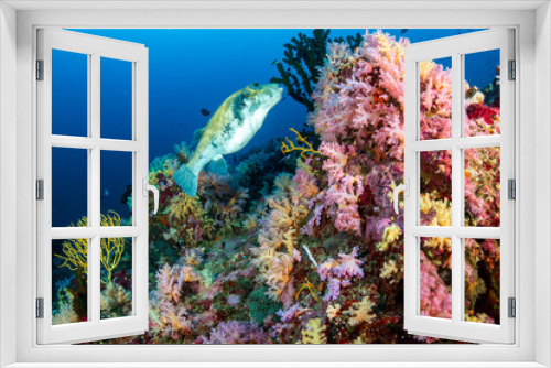 Fototapeta Naklejka Na Ścianę Okno 3D - Healthy, Colorful, tropical coral reef