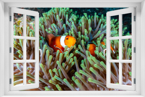Fototapeta Naklejka Na Ścianę Okno 3D - Beautiful Clownfish on a tropical coral reef