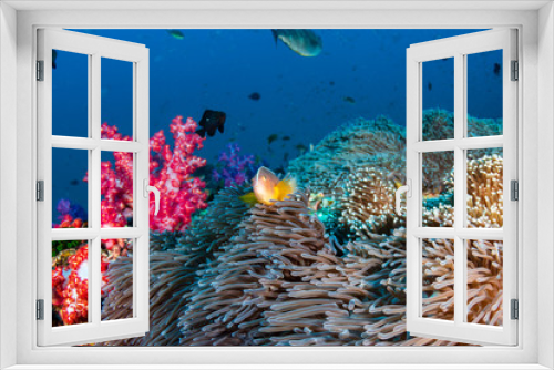Fototapeta Naklejka Na Ścianę Okno 3D - Skunk Clownfish on a healthy tropical coral reef