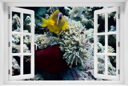 Fototapeta Naklejka Na Ścianę Okno 3D - Błazenek Nemo ryby w ukwiale