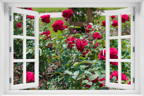 Fototapeta Naklejka Na Ścianę Okno 3D - Beautiful colorful climbing roses in spring in the garden