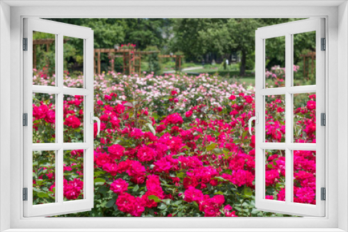 Fototapeta Naklejka Na Ścianę Okno 3D - Beautiful colorful climbing roses in spring in the garden