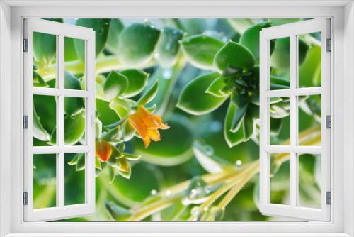 Fototapeta Naklejka Na Ścianę Okno 3D - cactus Echeveria water droplets on leaves