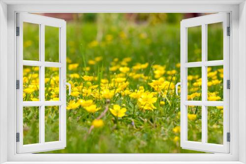Fototapeta Naklejka Na Ścianę Okno 3D - Yellow green field