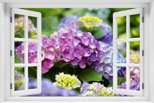 Fototapeta Naklejka Na Ścianę Okno 3D - レインボーカラーの紫陽花