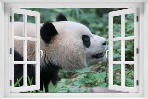 Fototapeta Naklejka Na Ścianę Okno 3D - Close up Panda bear's Fluffy Face