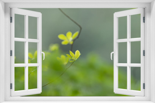 Fototapeta Naklejka Na Ścianę Okno 3D - 萌黄色の若葉