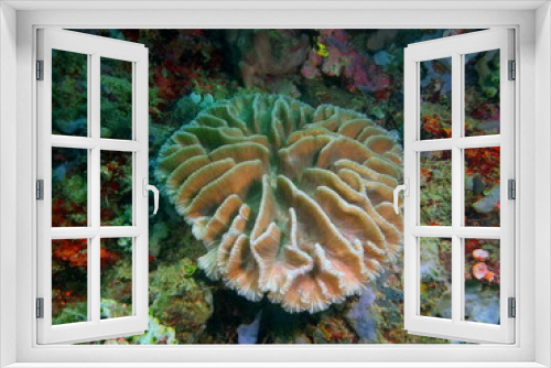 Fototapeta Naklejka Na Ścianę Okno 3D - Stone coral